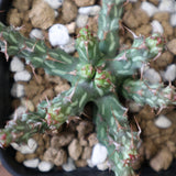 E.アクチノクラダ 4