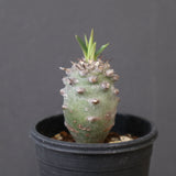 E.パキポディオイデス（実生）27