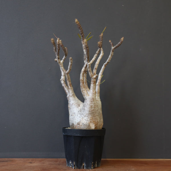 P.グラキリス 684 – TaiShoDo ONLINE SHOP