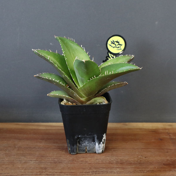 【DRAGON AGAVE】アガベ 金鷹 EC30