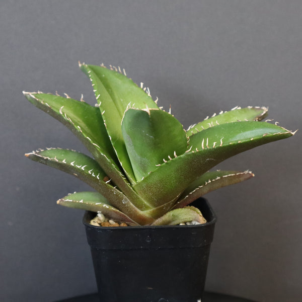 【DRAGON AGAVE】アガベ 金鷹 EC30