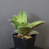 【DRAGON AGAVE】アガベ 金鷹 EC30