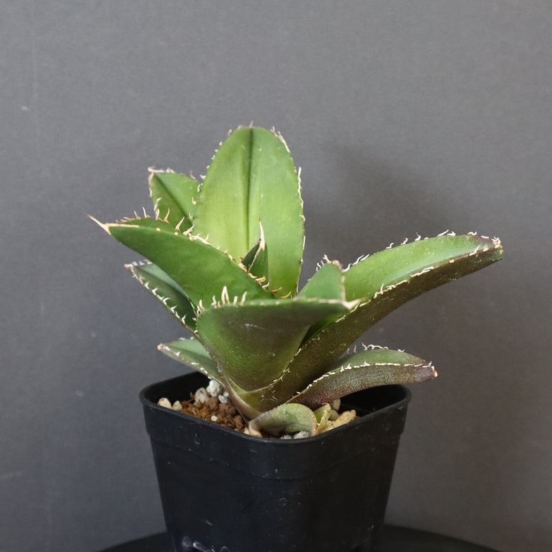 【DRAGON AGAVE】アガベ 金鷹 EC30