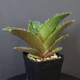 【DRAGON AGAVE】アガベ 金鷹 EC30