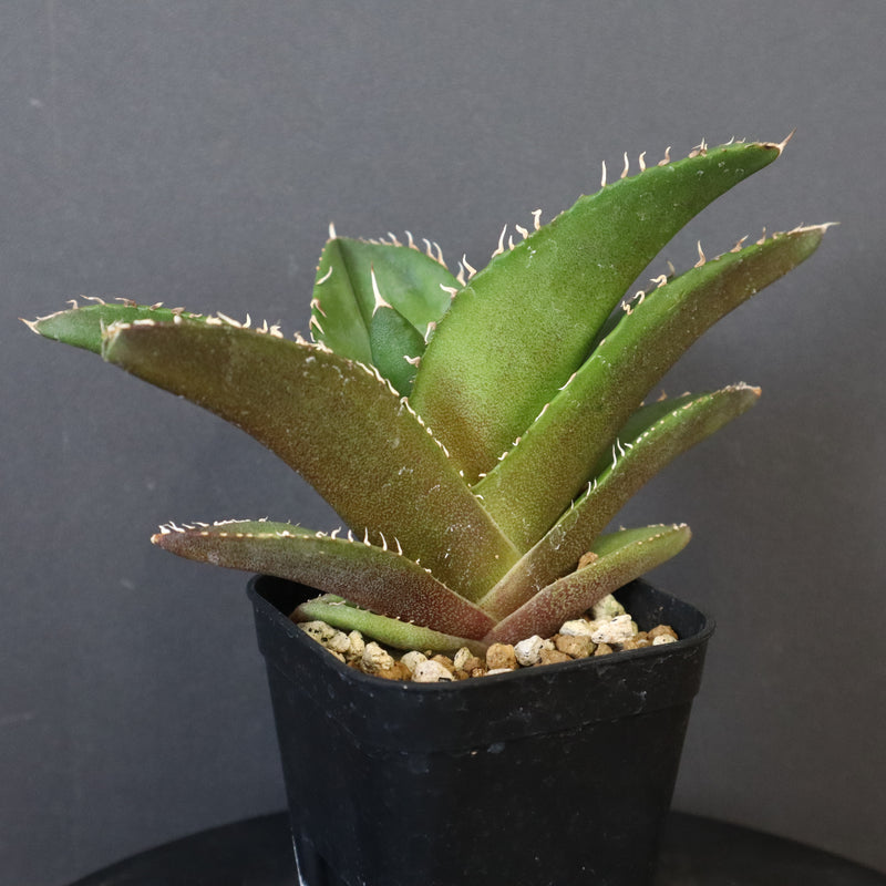 【DRAGON AGAVE】アガベ 金鷹 EC30