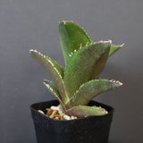【DRAGON AGAVE】アガベ 金鷹 EC30