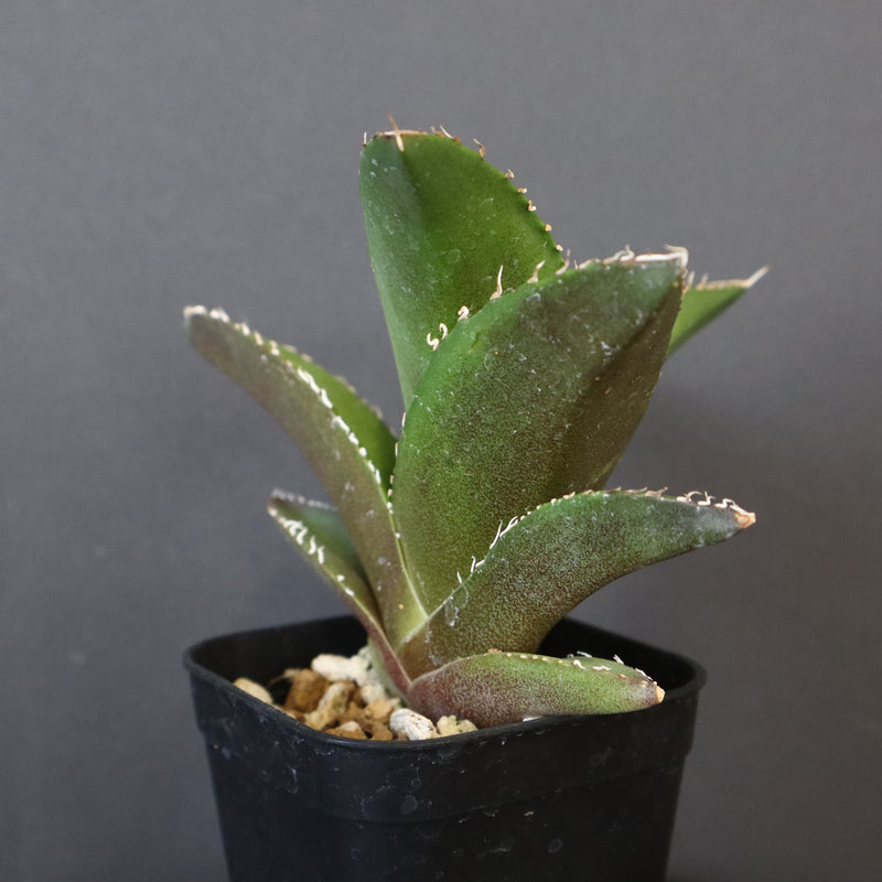 【DRAGON AGAVE】アガベ 金鷹 EC30