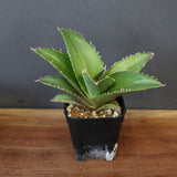 【DRAGON AGAVE】アガベ 金鷹 EC30