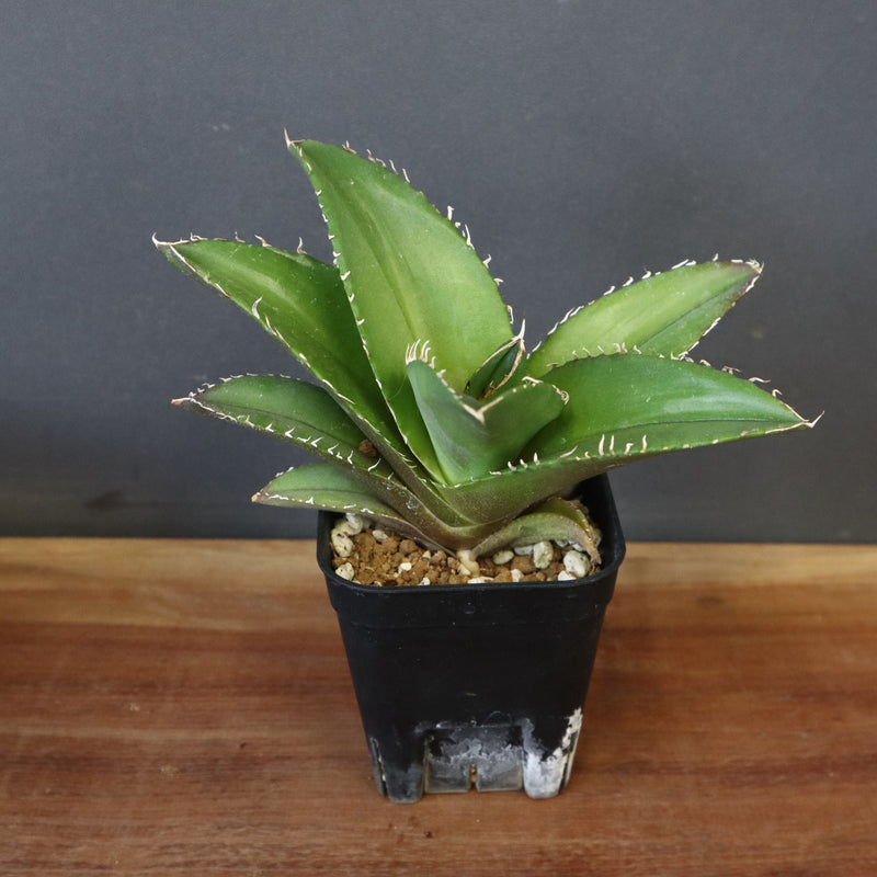 【DRAGON AGAVE】アガベ 金鷹 EC30