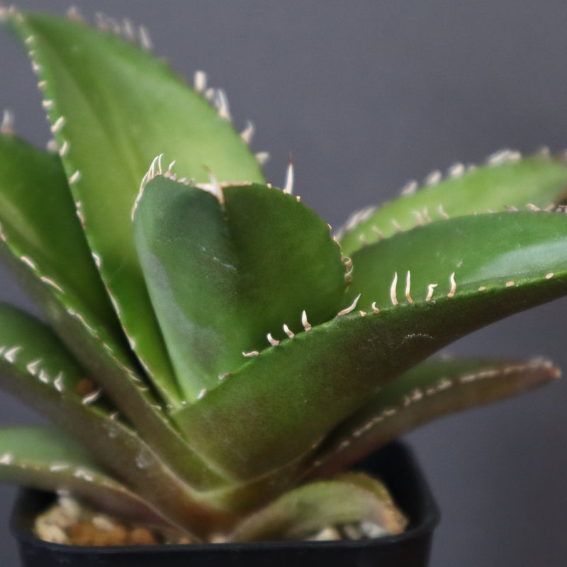 【DRAGON AGAVE】アガベ 金鷹 EC30
