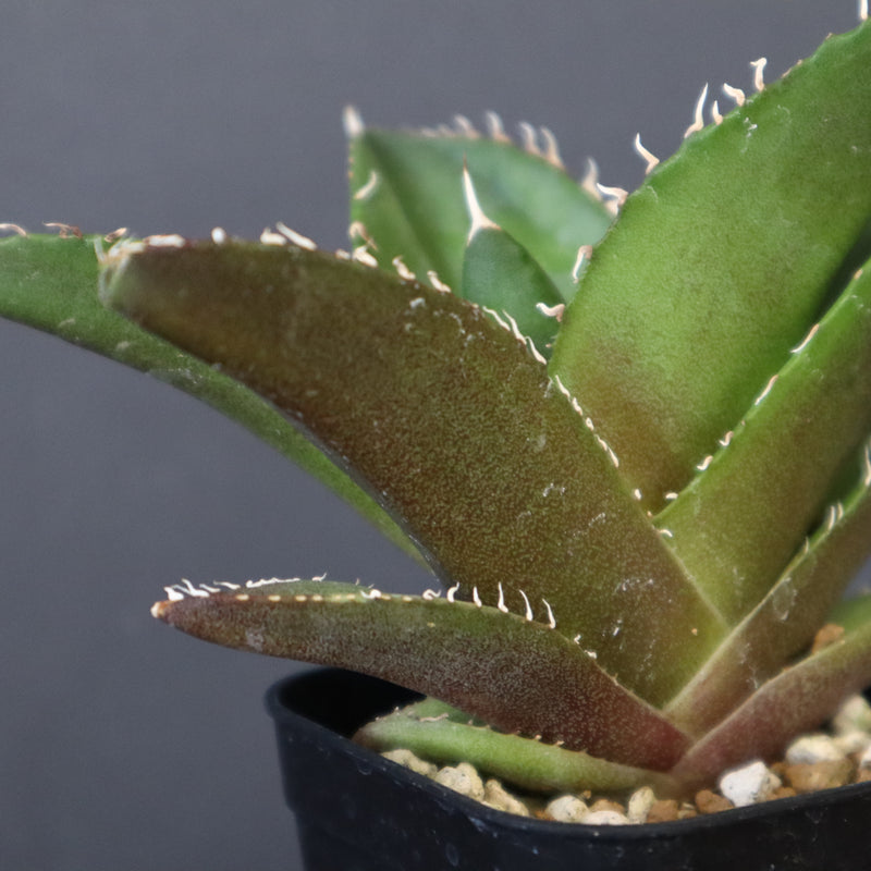 【DRAGON AGAVE】アガベ 金鷹 EC30