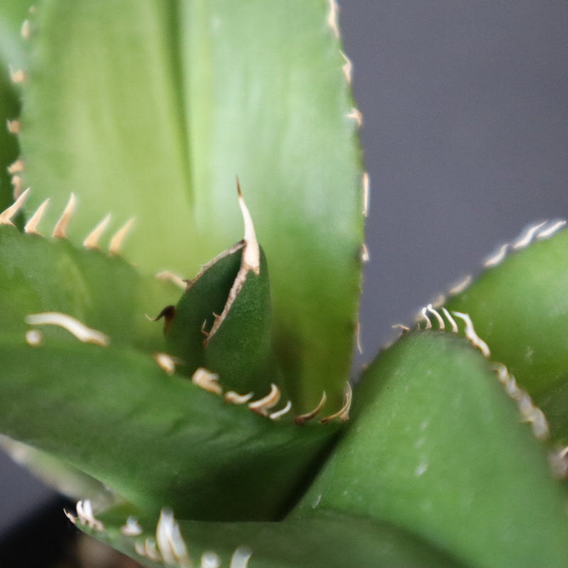 【DRAGON AGAVE】アガベ 金鷹 EC30