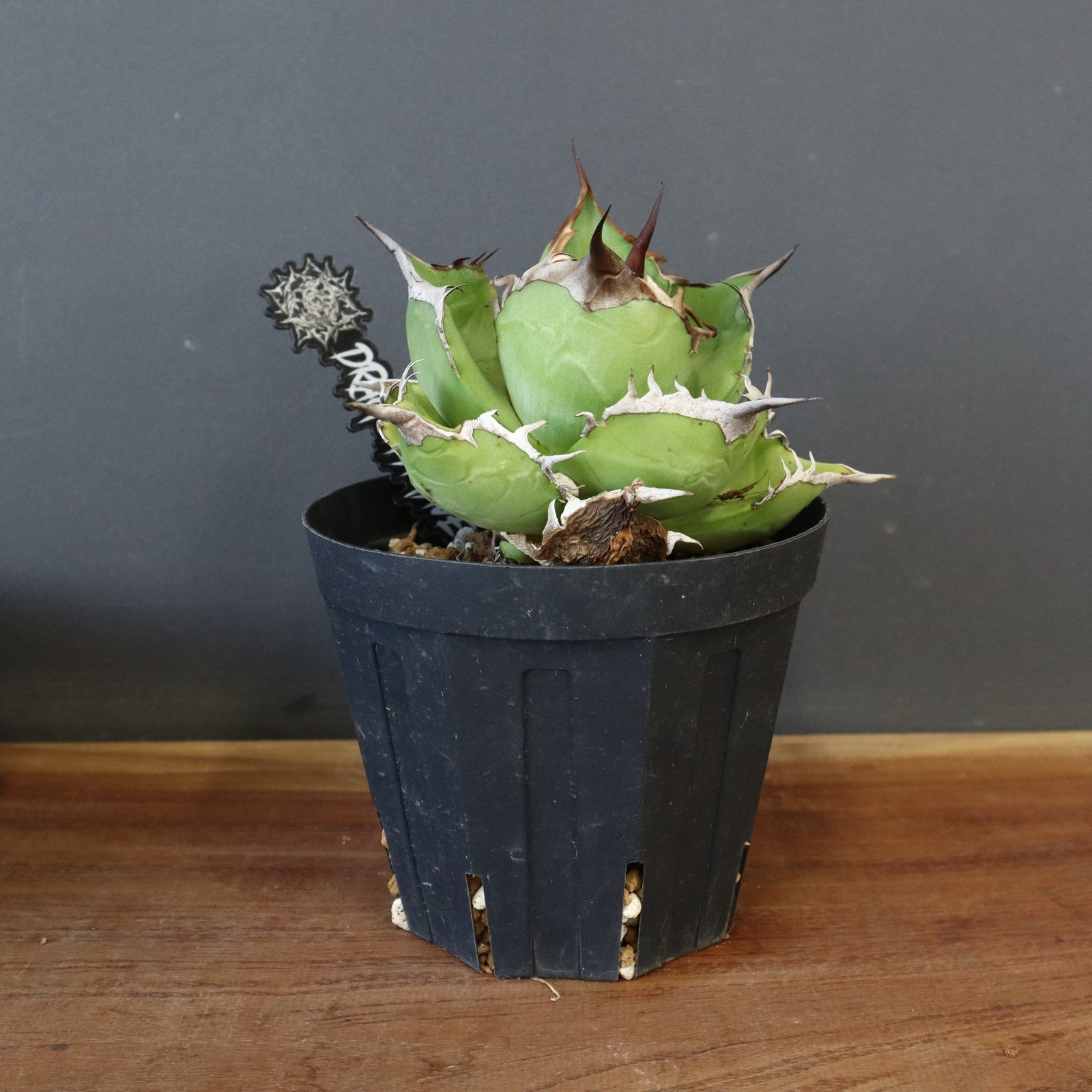 DRAGON AGAVE】アガベ 黒桃 EC18 – TaiShoDo ONLINE SHOP