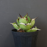 【DRAGON AGAVE】アガベ 黒桃 EC18