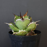 【DRAGON AGAVE】アガベ 黒桃 EC18