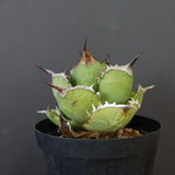 【DRAGON AGAVE】アガベ 黒桃 EC18