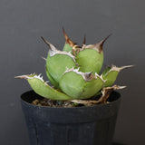 【DRAGON AGAVE】アガベ 黒桃 EC18