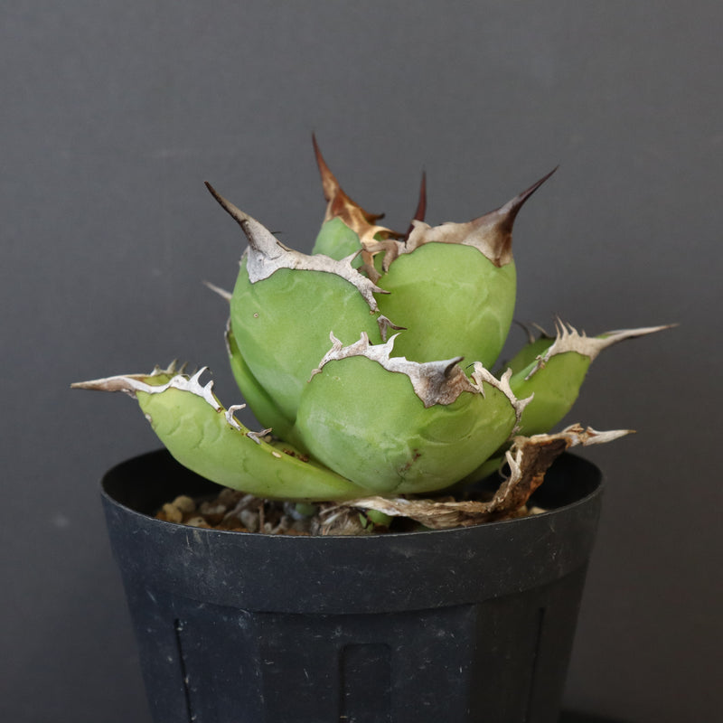 【DRAGON AGAVE】アガベ 黒桃 EC18