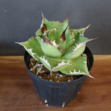 【DRAGON AGAVE】アガベ 黒桃 EC18