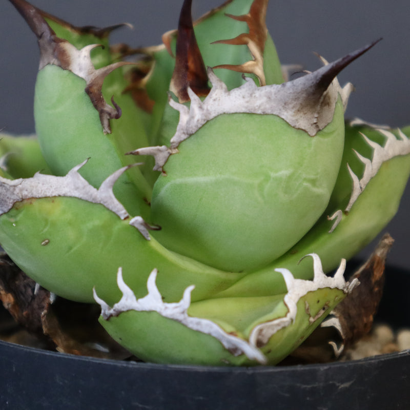 【DRAGON AGAVE】アガベ 黒桃 EC18