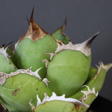 【DRAGON AGAVE】アガベ 黒桃 EC18