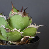 【DRAGON AGAVE】アガベ 黒桃 EC18