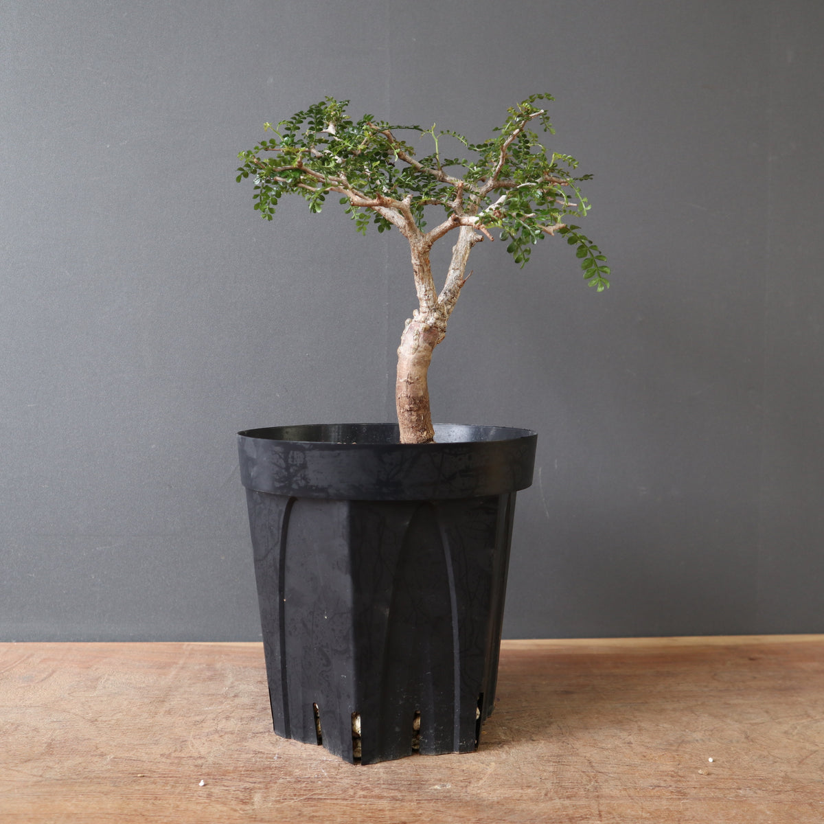 中型 塊根植物 生育中 中型 塊根植物 生育中 【公式通販】