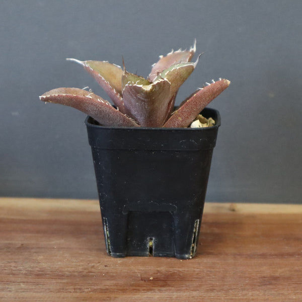 【DRAGON AGAVE】アガベ 黒豹 EC41