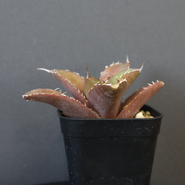【DRAGON AGAVE】アガベ 黒豹 EC41