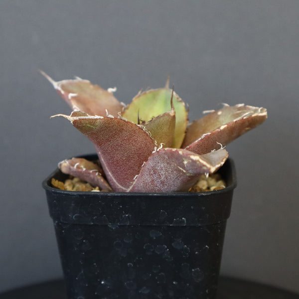 【DRAGON AGAVE】アガベ 黒豹 EC41