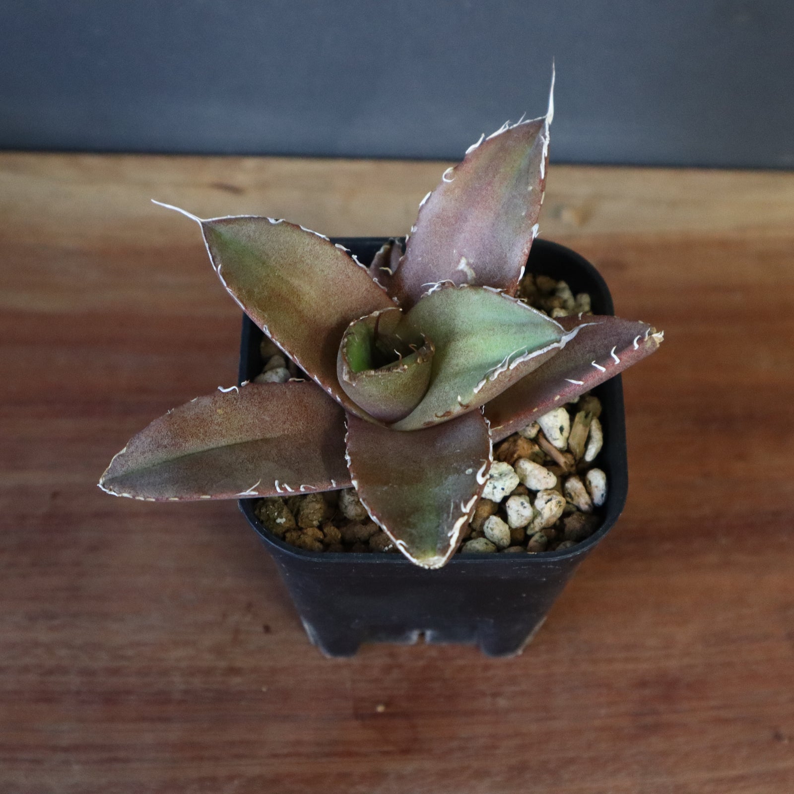 DRAGON AGAVE】アガベ 黒豹 EC41 – TaiShoDo ONLINE SHOP