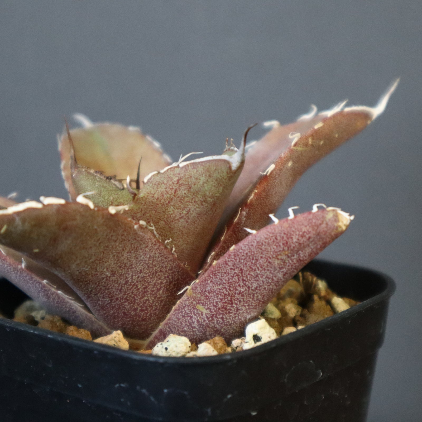 DRAGON AGAVE】アガベ 黒豹 EC41 – TaiShoDo ONLINE SHOP