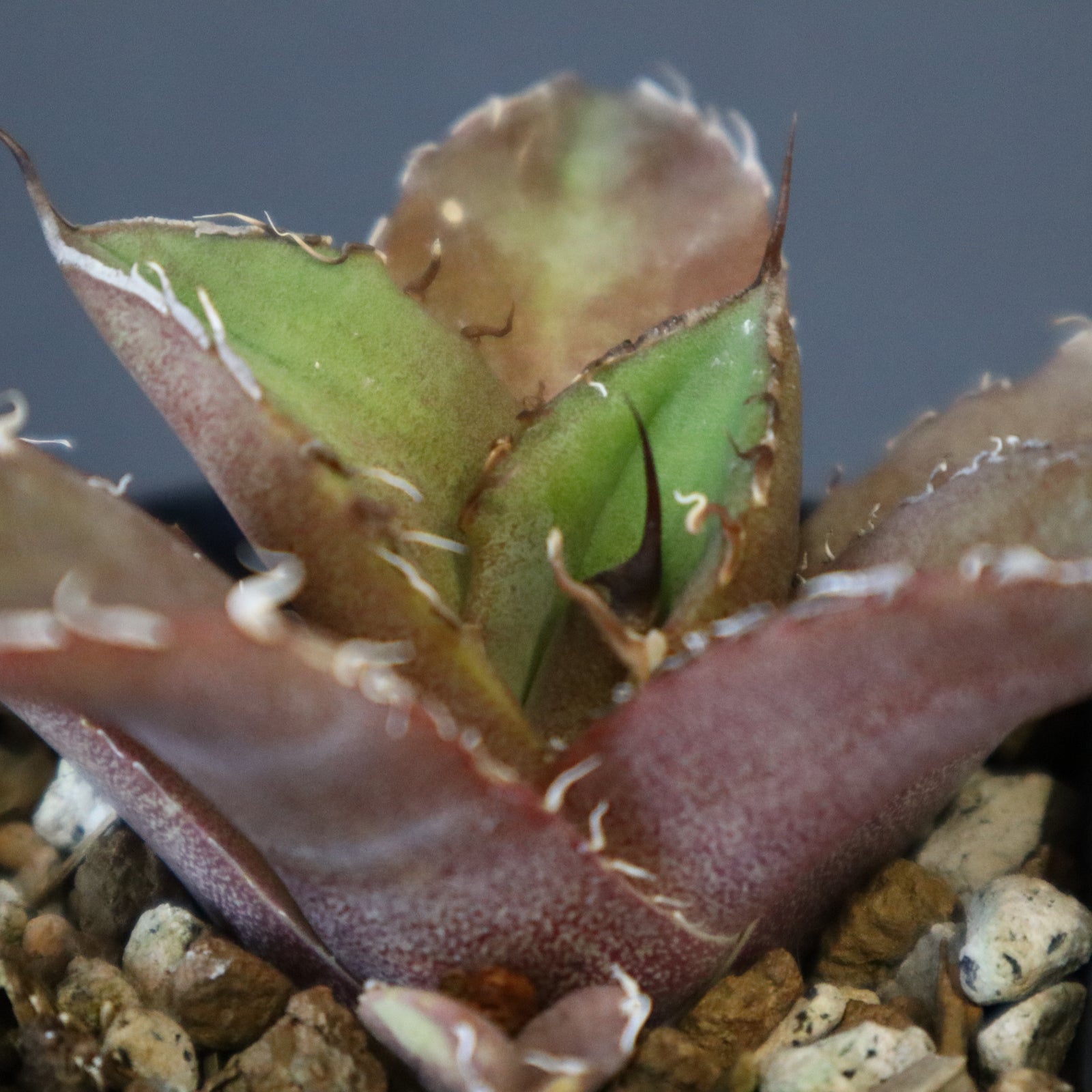 アガベ　こばりょう Studs 5th