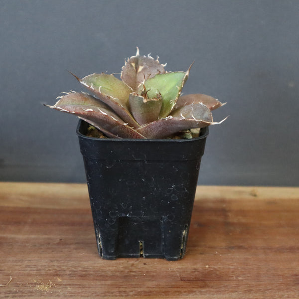 【DRAGON AGAVE】アガベ 黒豹 EC42