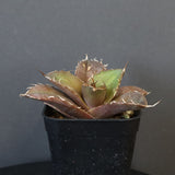 【DRAGON AGAVE】アガベ 黒豹 EC42