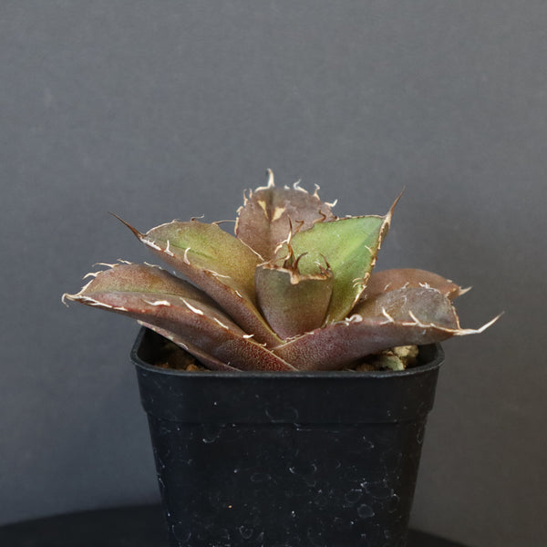 【DRAGON AGAVE】アガベ 黒豹 EC42