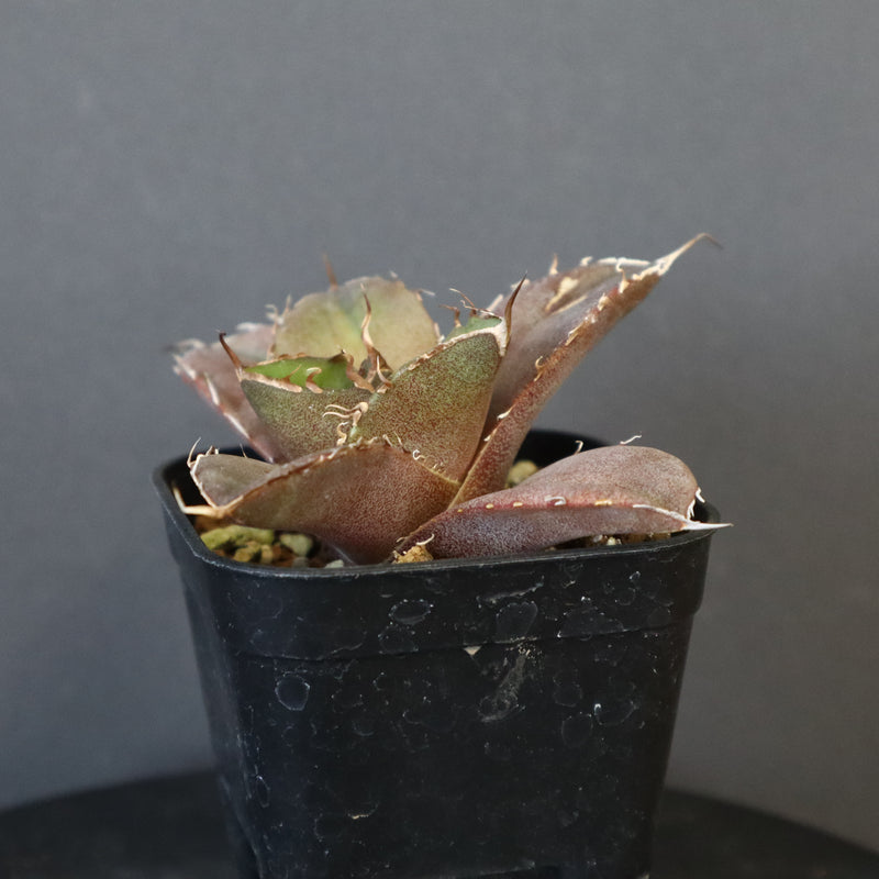 【DRAGON AGAVE】アガベ 黒豹 EC42