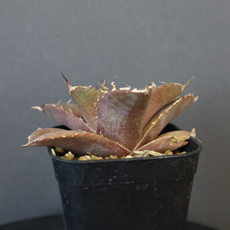 【DRAGON AGAVE】アガベ 黒豹 EC42