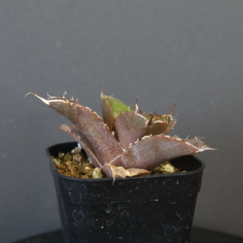 【DRAGON AGAVE】アガベ 黒豹 EC42