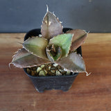 【DRAGON AGAVE】アガベ 黒豹 EC42
