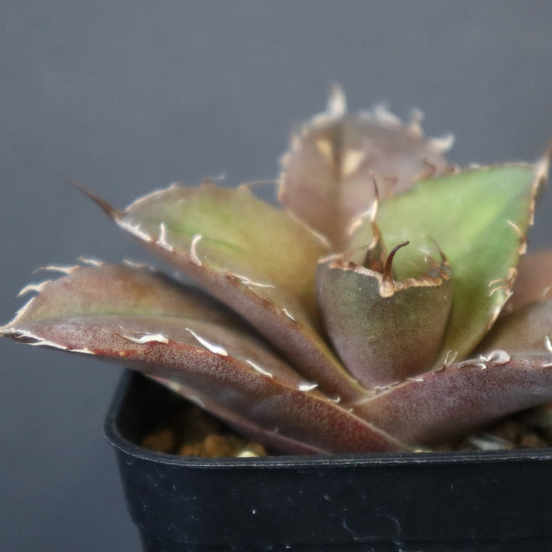【DRAGON AGAVE】アガベ 黒豹 EC42