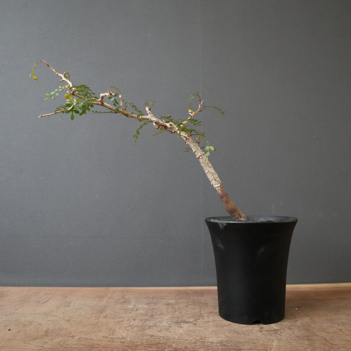 塊根植物 – TaiShoDo ONLINE SHOP