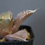 【DRAGON AGAVE】アガベ 黒豹 EC42