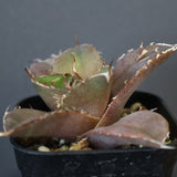 【DRAGON AGAVE】アガベ 黒豹 EC42