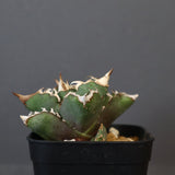 【DRAGON AGAVE】アガベ 清櫻  EC16