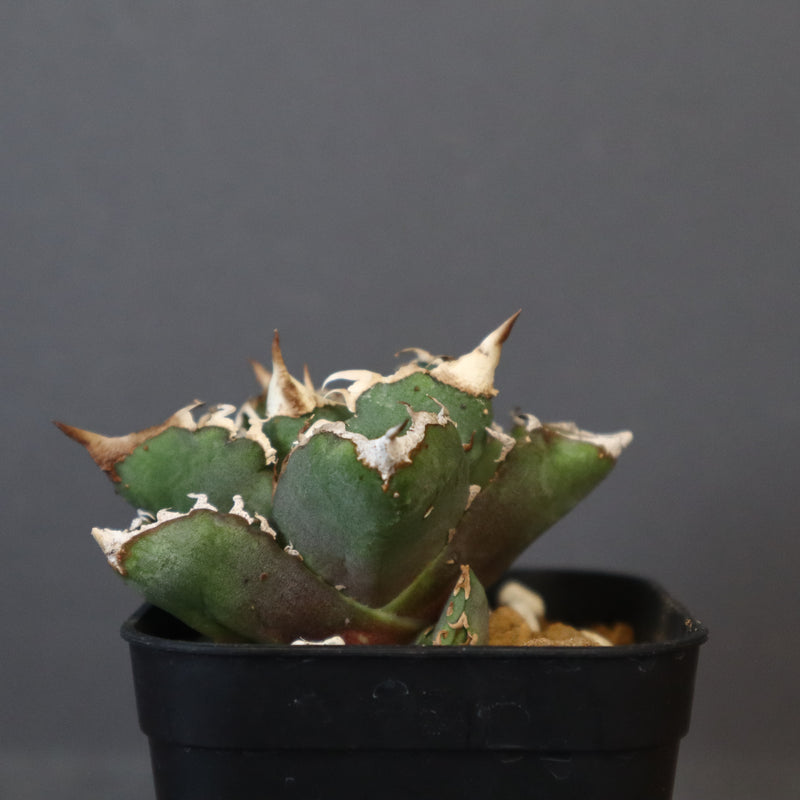 【DRAGON AGAVE】アガベ 清櫻  EC16