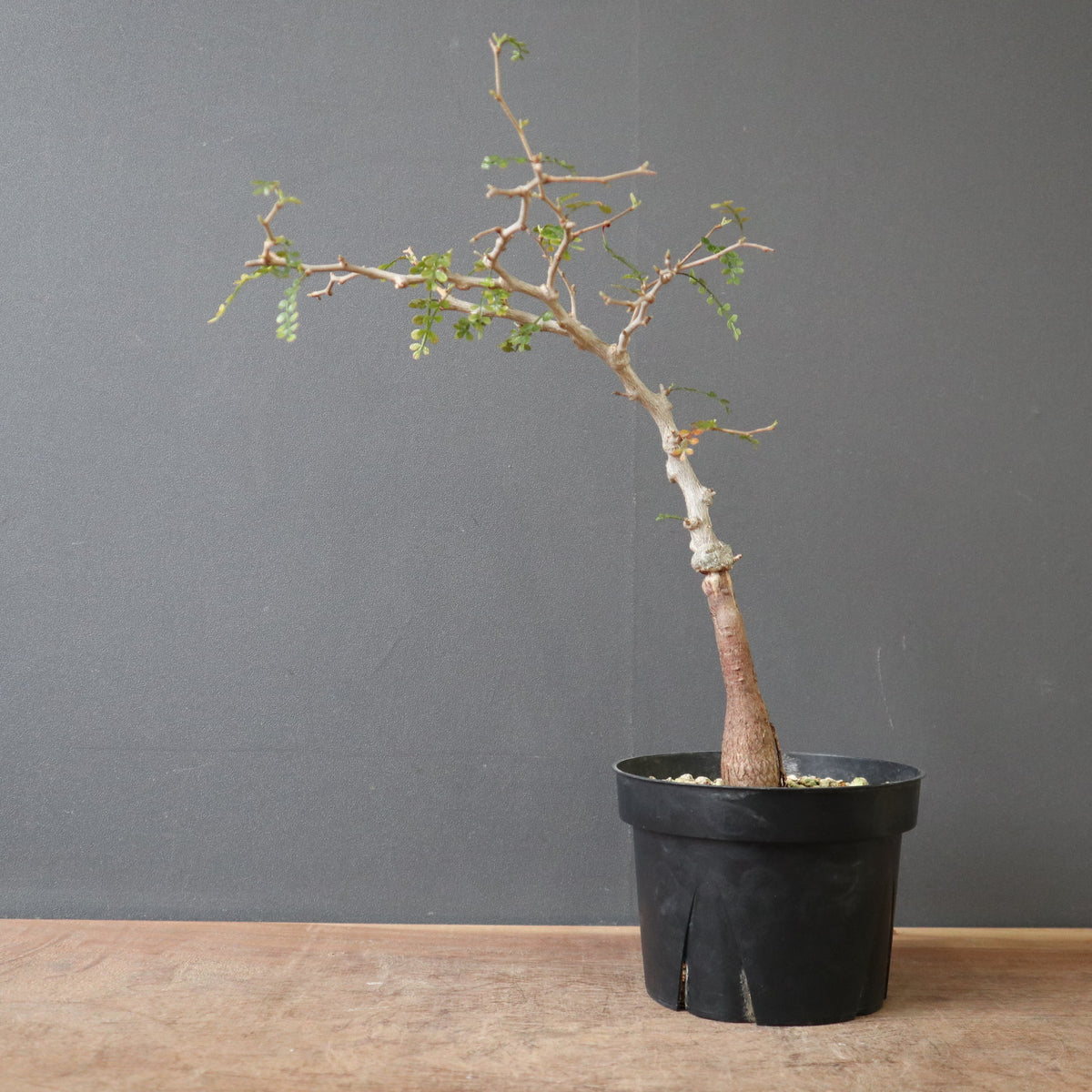 中型 塊根植物 生育中 塊根植物 – TaiShoDo ONLINE SHOP