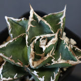 【DRAGON AGAVE】アガベ 清櫻  EC16