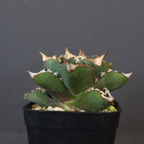 【DRAGON AGAVE】アガベ 清櫻  EC15