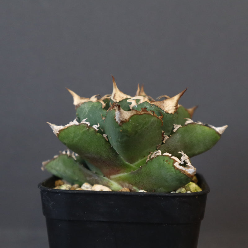 【DRAGON AGAVE】アガベ 清櫻  EC15